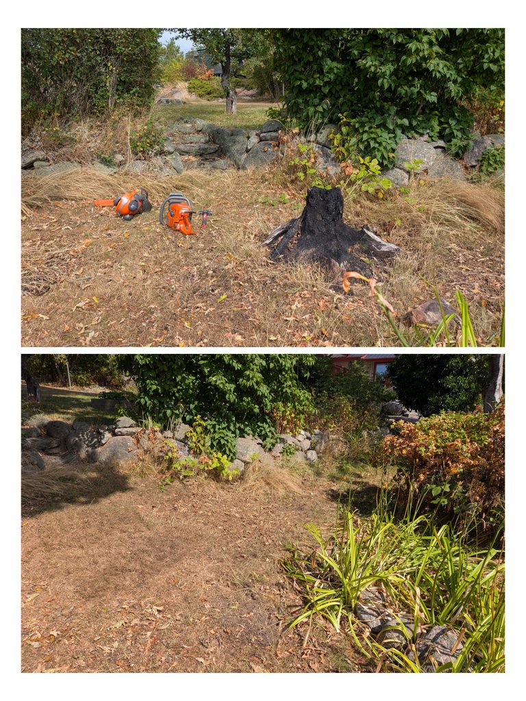 Stubbfräsning före och efter varberg